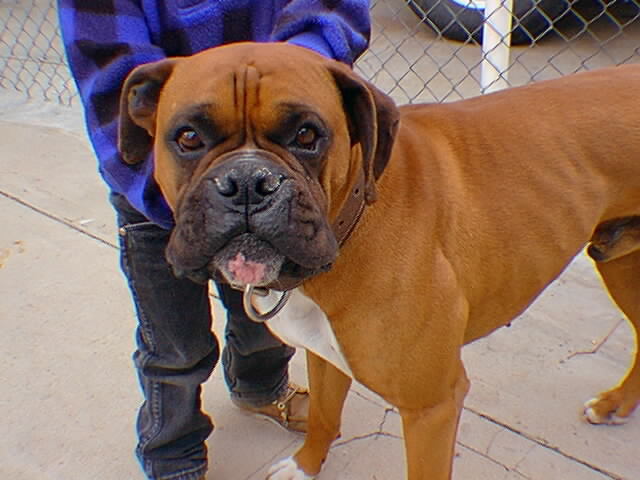 A picture of Clyde