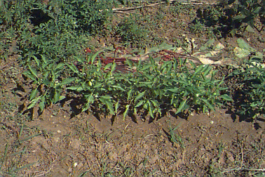 Pepper Madness  August 2001