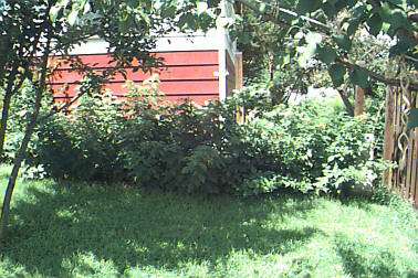 Raspberrie Madness  August 2001