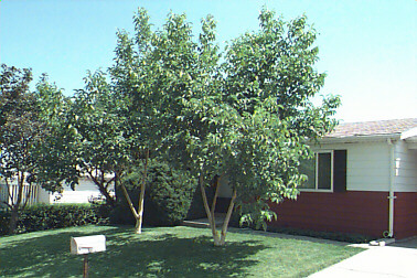 Walnut Trees